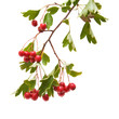 Hawthorn (Crataegus; thornapple) Hawthorn (Crataegus; thornapple)