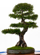 Chinesische Ulme als Bonsai Chinesische Ulme als Bonsai