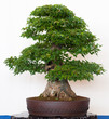 Alter Ahornbaum als Bonsai