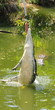 crocodile