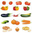 The big colorful group of vegetables. Vector. The big colorful group of vegetables. Vector.