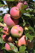 Pommes