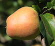 Pomme