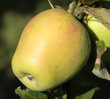 Pomme