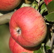 Pomme rouge