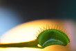 Venus Fliegenfalle mit Beute