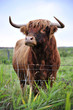 Rind auf Sylt