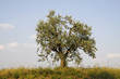 Olivenbaum (Olea europaea), Gardasee - olive tree at Lake Garda
