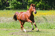 Fuchs im Galopp