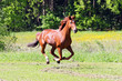Fuchs im Galopp