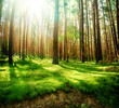 Misty Old Forest