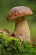 Steinpilz