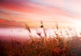 Foggy Landscape.Early Morning Mist. - Fine Art prints
