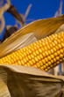Foto: Corn - Feed Corn in Field with Blue Sky Corn - Feed Corn in Field with Blue Sky