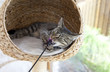 Foto: junge Katze beim "Spielen" im Kratzbaum junge Katze beim "Spielen" im Kratzbaum