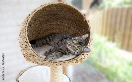 Foto: junge Katze im Kratzbaum junge Katze im Kratzbaum
