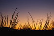 Photo: Ocotillo, Fouquieria splendens Ocotillo, Fouquieria splendens
