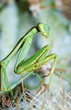 Photo: Praying mantis, Mantis religiosa Praying mantis, Mantis religiosa