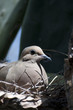 Photo: Mourning Dove Zenaida macroura in prickly pear cactus Arizona Mourning Dove Zenaida macroura in prickly pear cactus Arizona
