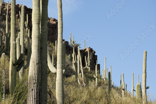 Photo: Saguaro cacti Tucson, Arizona Saguaro cacti Tucson, Arizona