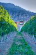 Manor in a vineyard Manor in a vineyard