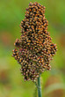quinoa