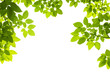 green leaves background green leaves background