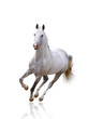 white horse isolated