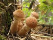 Armillaria mellea