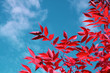autumn