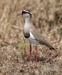 Crowned plover Crowned plover