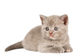 One little british kitten One little british kitten