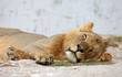 Sleeping lion Sleeping lion