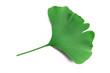 Ginko biloba leaf