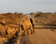 African Elephant Cow and Calf walking across the African Savanah African Elephant Cow and Calf walking across the African Savanah