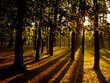 Photo: Awakening of day in the forest. Awakening of day in the forest.