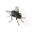 Stubenfliege; Musca domestica
