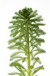 Tausendblatt; Myriophyllum aquaticum