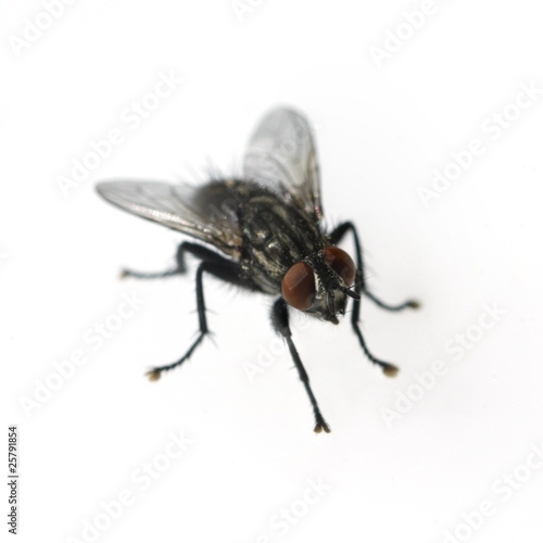 Foto: Stubenfliege; Musca domestica Stubenfliege; Musca domestica