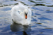 Schwan im See