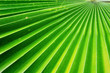 Palmae leaf texture pattern detail