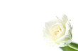 rose1