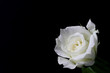 rose2