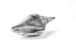Sea-Tossed Whelk