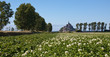 French Fields