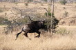 huida hacia delante, sudafrica