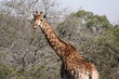 Girafa salvaje - sudafrica