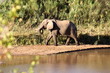 Elefante libre