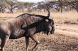 Sudafrica 25