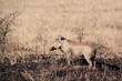 Sudafrica 44